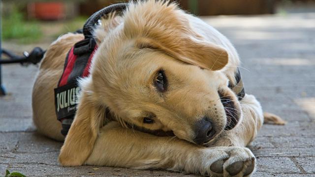 ¿Es bueno el aceite de oliva para los perros?