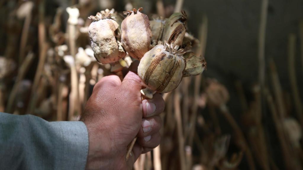 Agricultores extraen opio (heroína cruda) de los capullos de amapola y los conservan en el distrito de Khogyani.