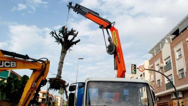 Eliminación de arbolado en Cala del Moral, Málaga.