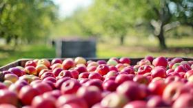 Un cesto de manzanas.