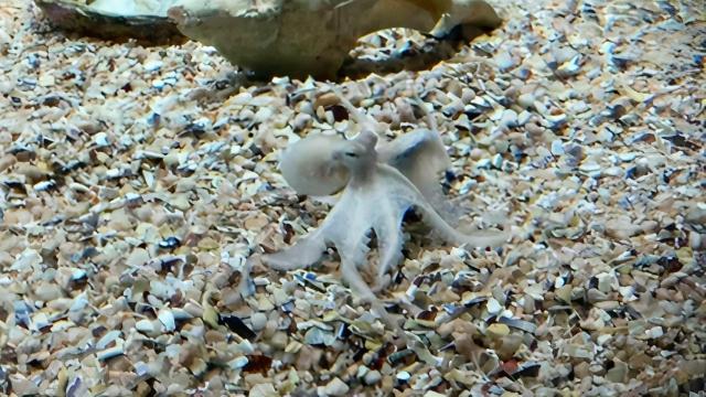 Pulpos en el Aquarium de A Coruña