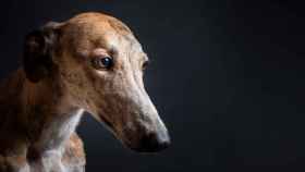 Galgo