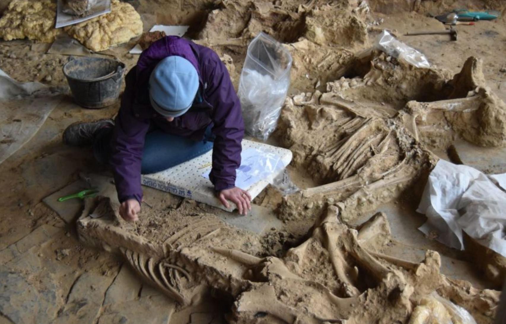 Excavaciones de los caballos hallados en el patio de Casas del Turuñuelo.