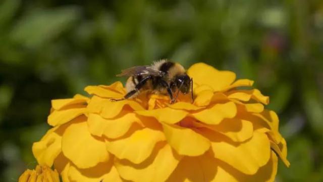 Abejorro Bombus.