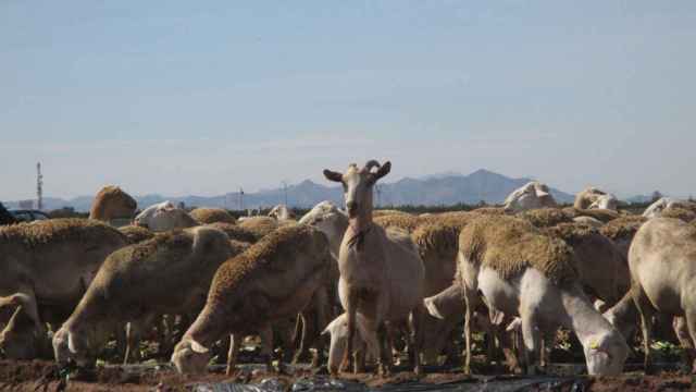 Los científicos analizan las heces de oveja para detectar microplásticos en los campos agrícolas.