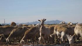 Los científicos analizan las heces de oveja para detectar microplásticos en los campos agrícolas.