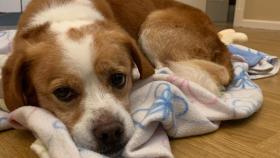 Una protectora de animales de A Coruña pide con urgencia mantas y pienso para perros
