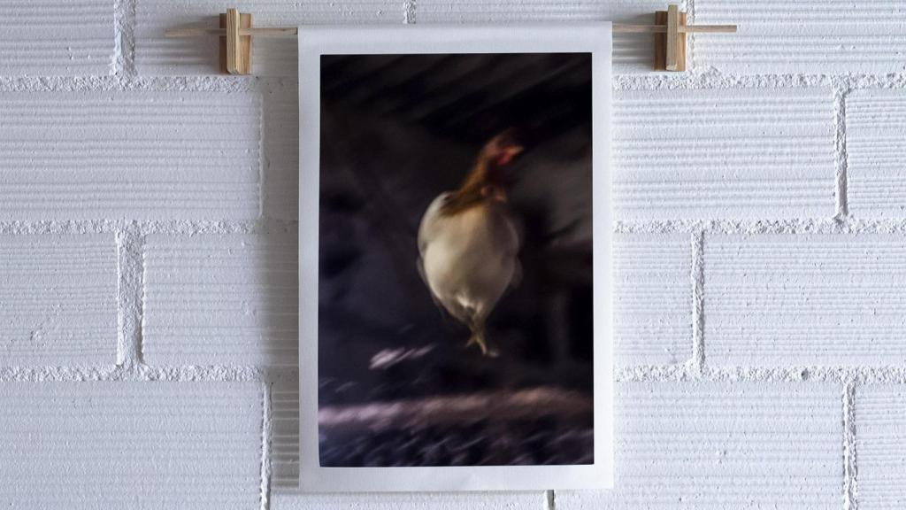 ‘Apadrina una gallina fotográfica’ para visibilizar el trabajo de los fotógrafos gallegos