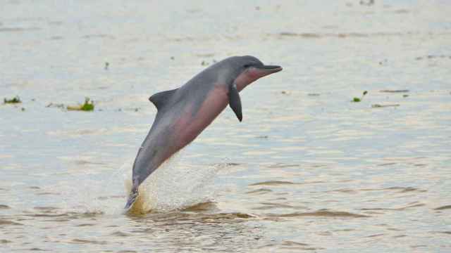 Delfín de agua dulce.