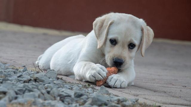 ¿Pueden comer mango los perros?