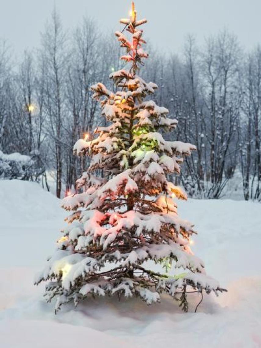 Árbol de Navidad en Suecia.
