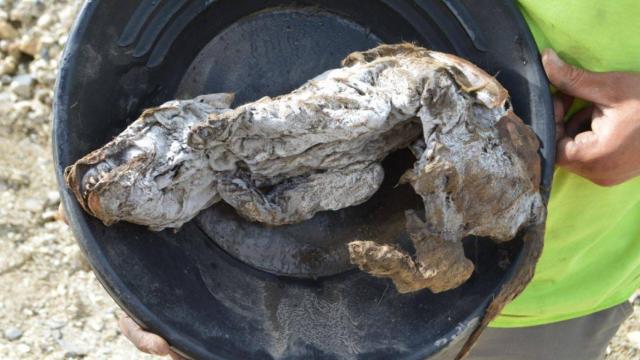 Así se encontró a Zhùr que permaneció decenas de miles de años atrapada en el permafrost.