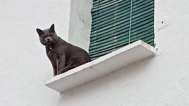 La esterilización de las colonias de gatos callejeros empezará a finales de enero en Daimiel