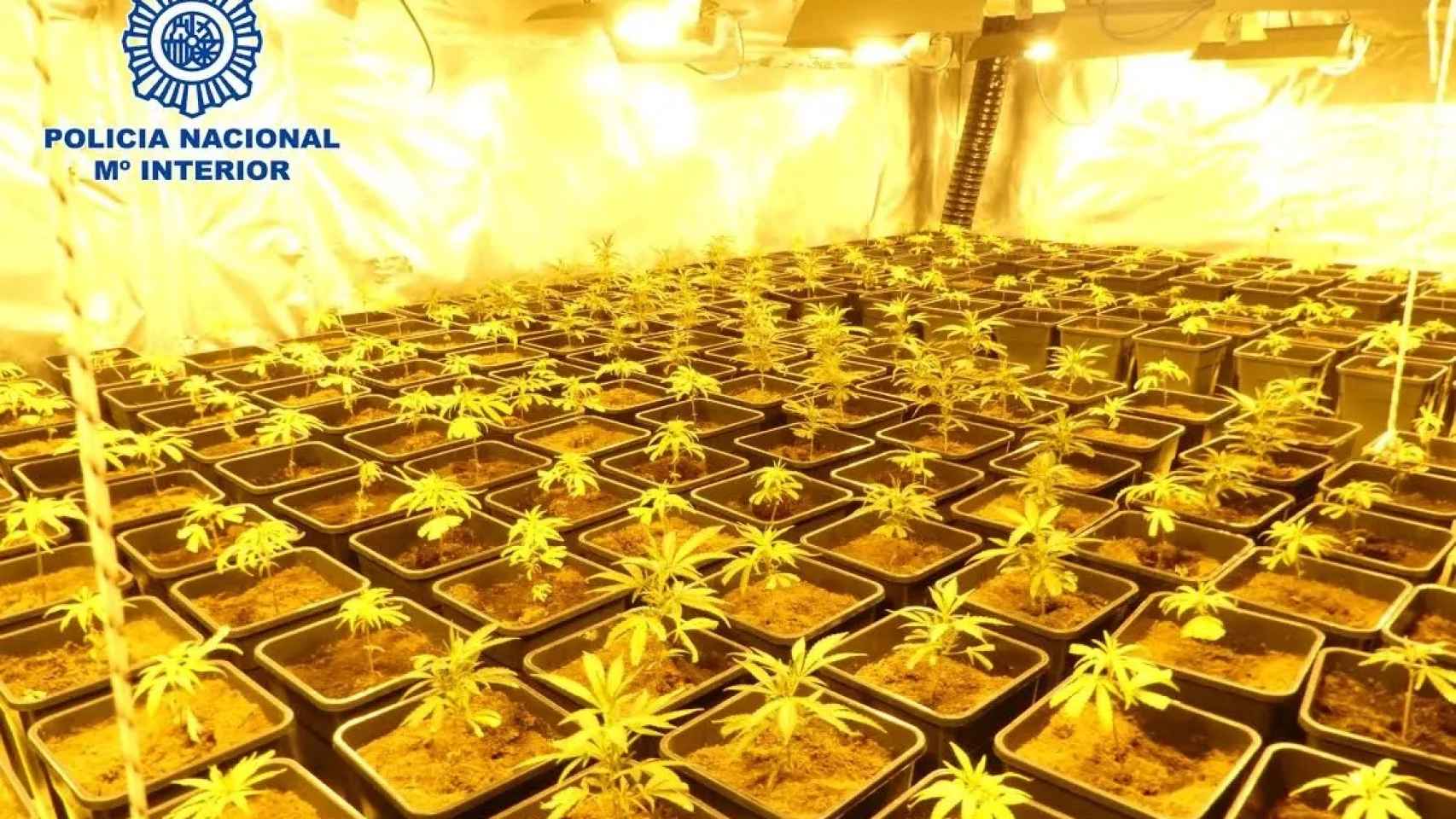 Imagen de archivo de un cultivo de marihuana indoor
