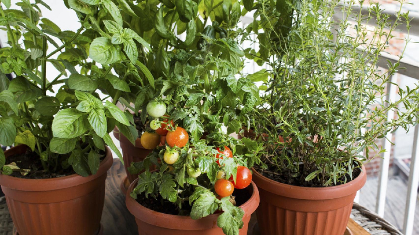 Trucos para cultivar tomates en una maceta