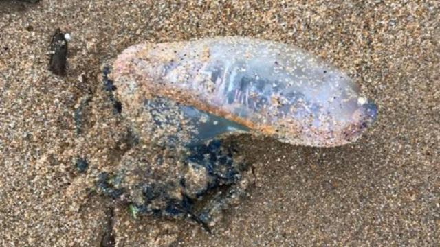 Carabela portuguesa en la playa de Bastiagueiro