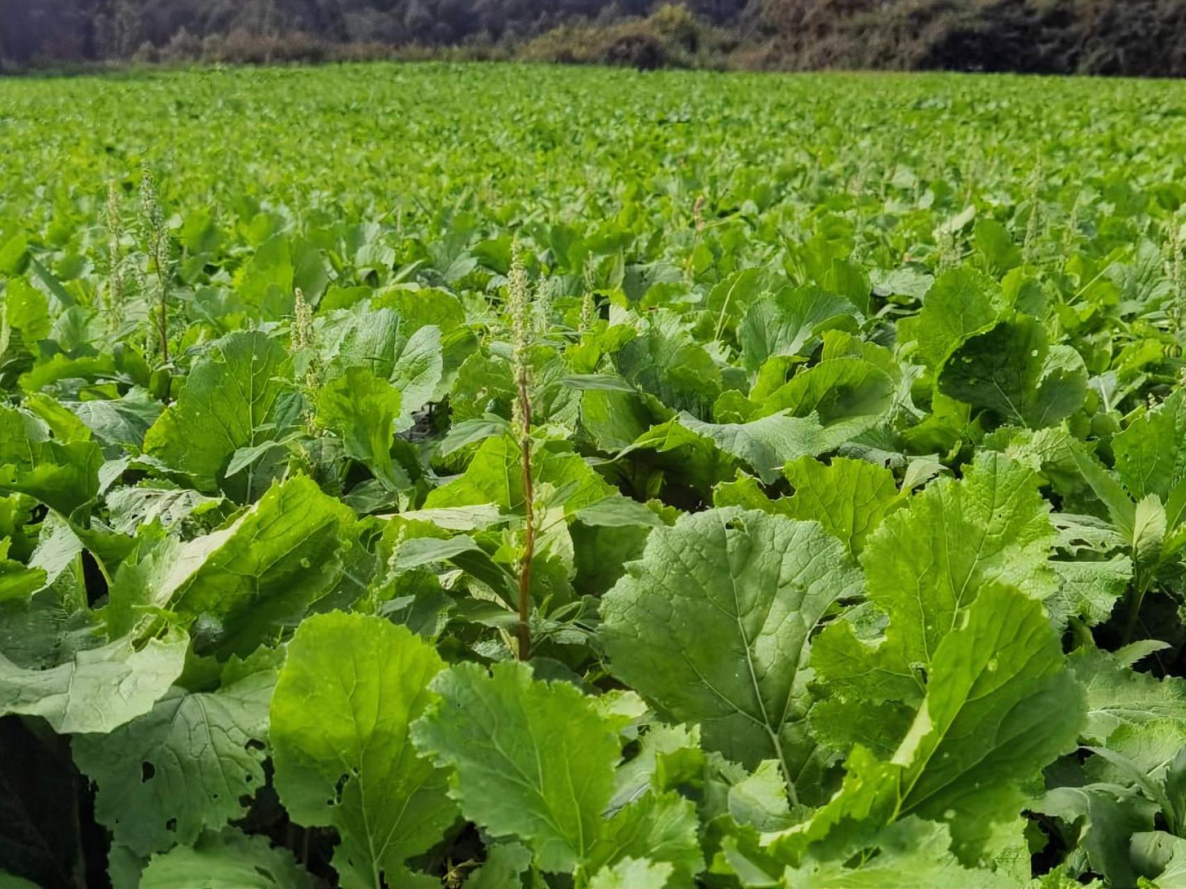 Son lo mismo los grelos que las nabizas? Las diferencias de estas dos  verduras gallegas