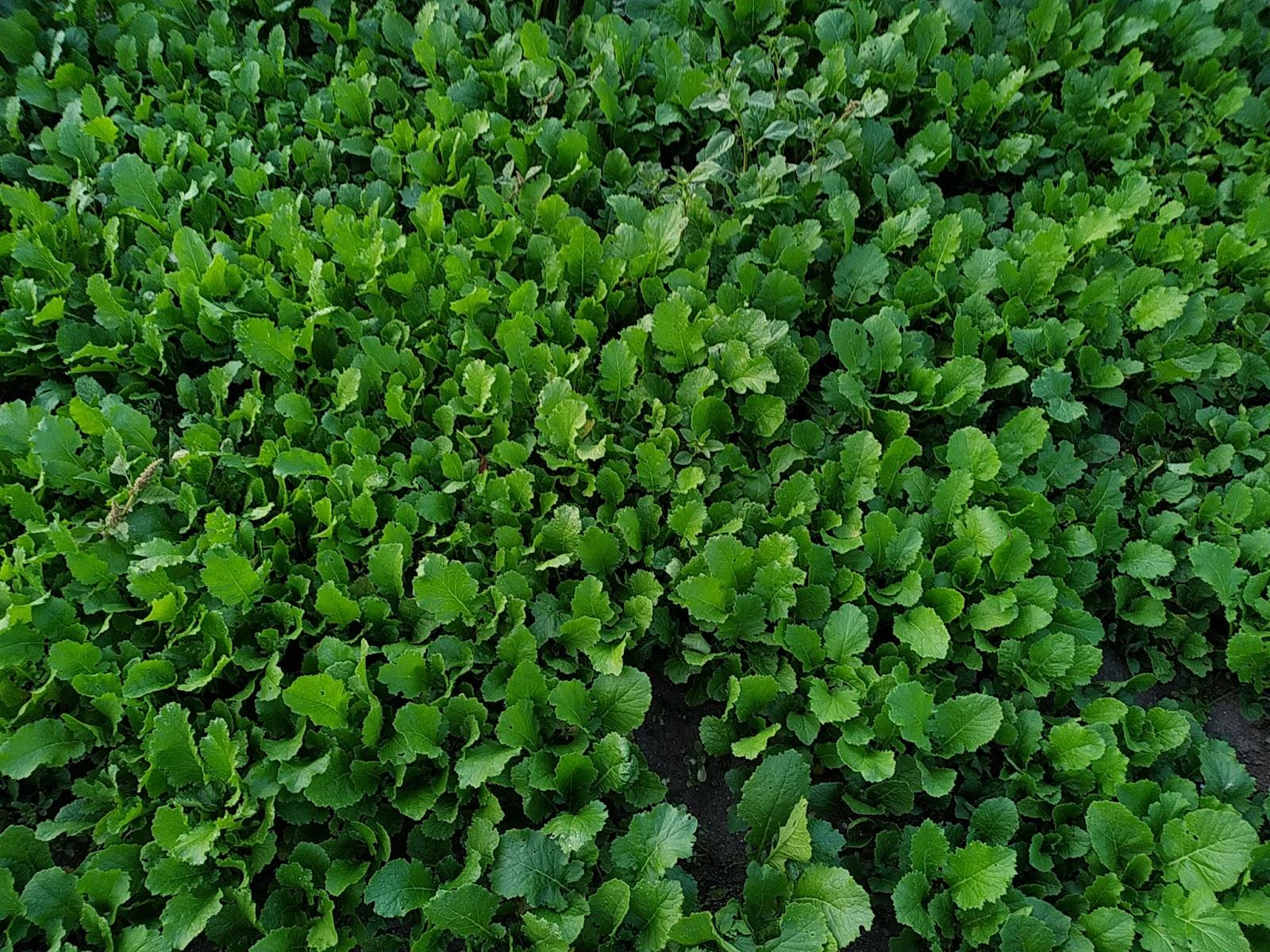 Son lo mismo los grelos que las nabizas? Las diferencias de estas dos  verduras gallegas