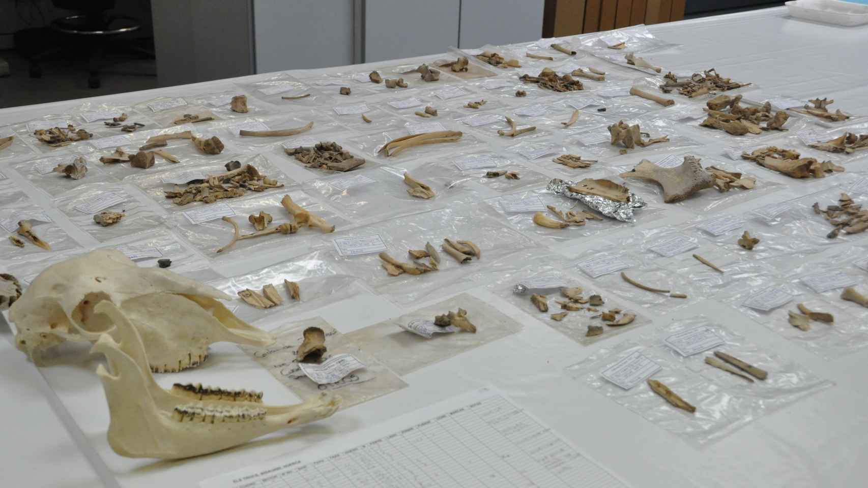 Laboratorio de Arqueobiología del Instituto de Historia el CSIC (Madrid) donde se analizan las muestras de ovinos del presente estudio.
