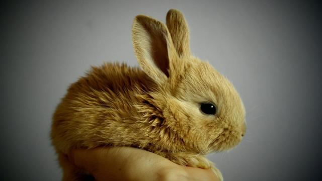 ¿Los conejos pueden comer pan?