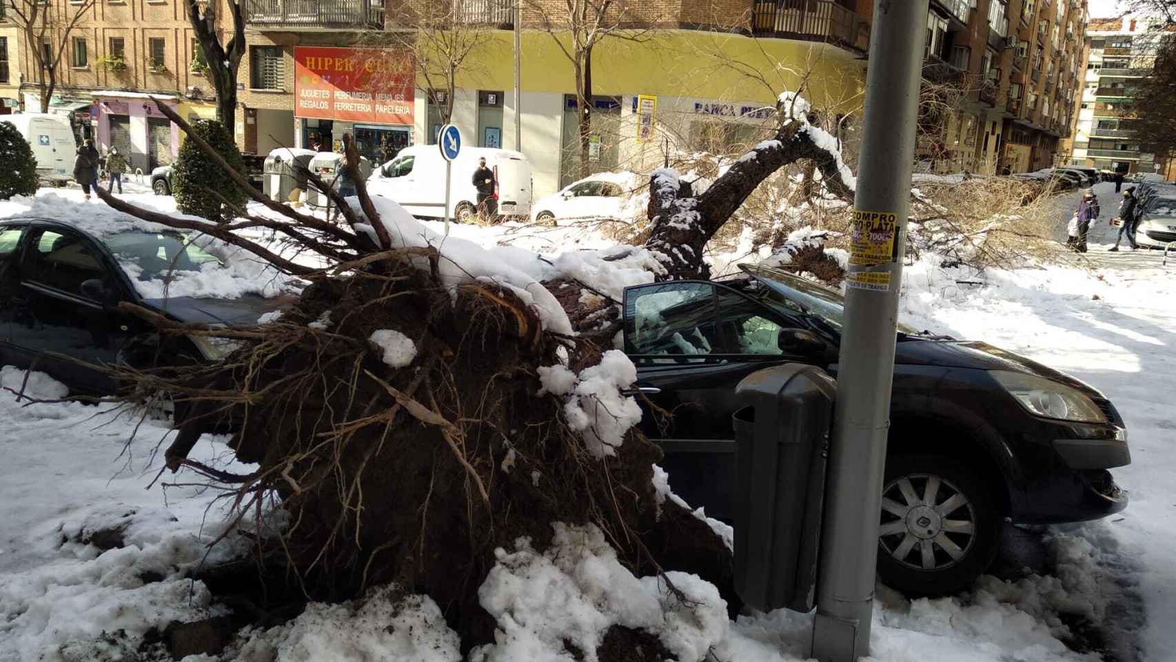 Un coche, en la calle Jaime el Conquistador, sepultado por el tronco de un árbol.