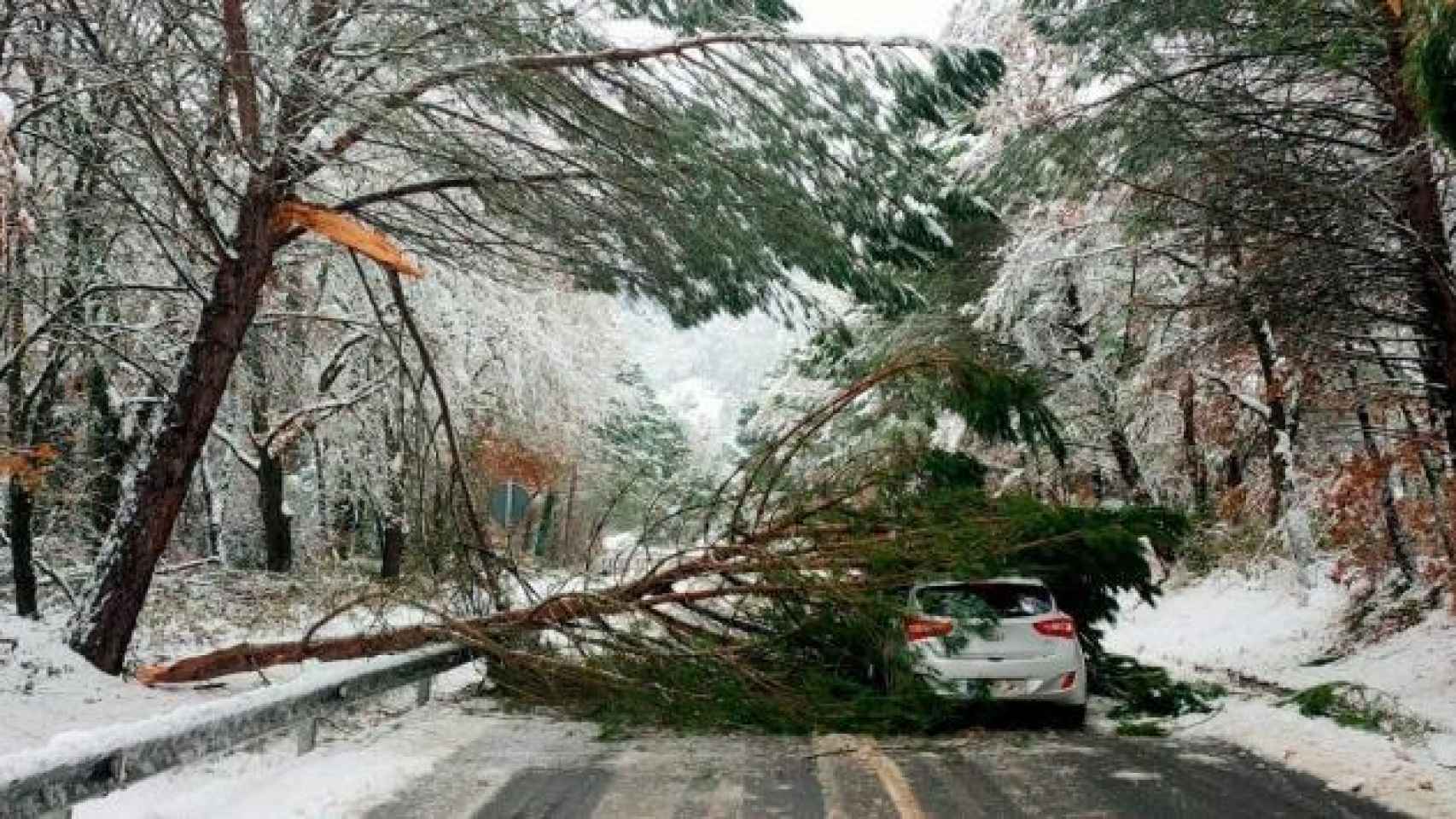 Un árbol cae sobre un coche en Gandesa