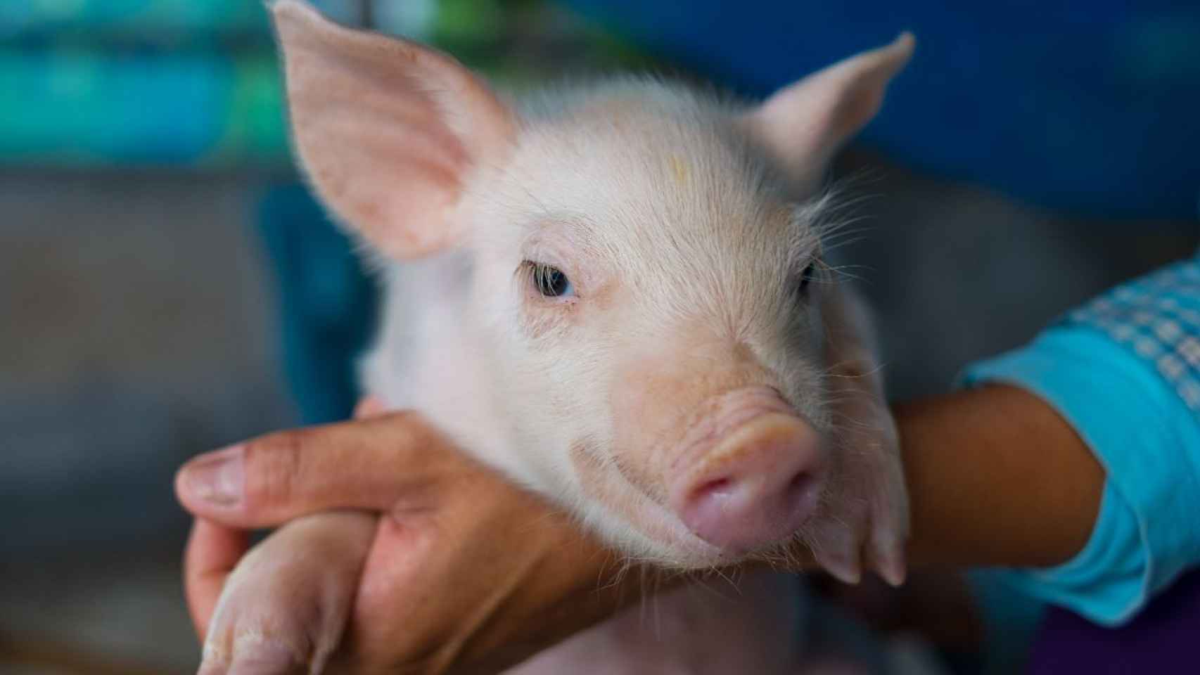 El sector porcino ha sido objeto de esta investigación. Foto: IRTA.