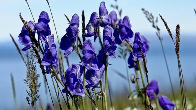 Estas son las plantas más venenosas del mundo