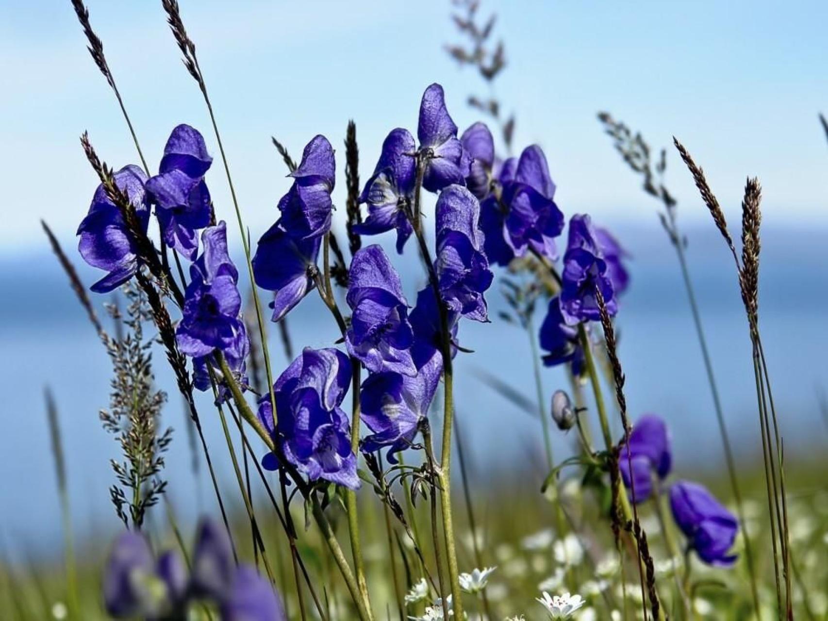 son las flores venenosas para los perros