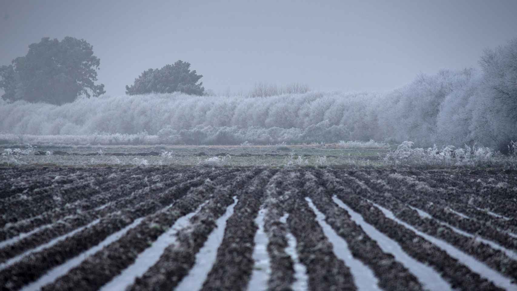 Cultivos con nieve en una imagen de archivo.