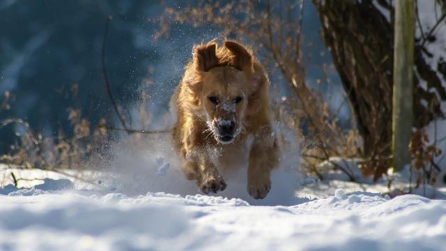 Lo que necesitas saber para ir con tu perro a la nieve