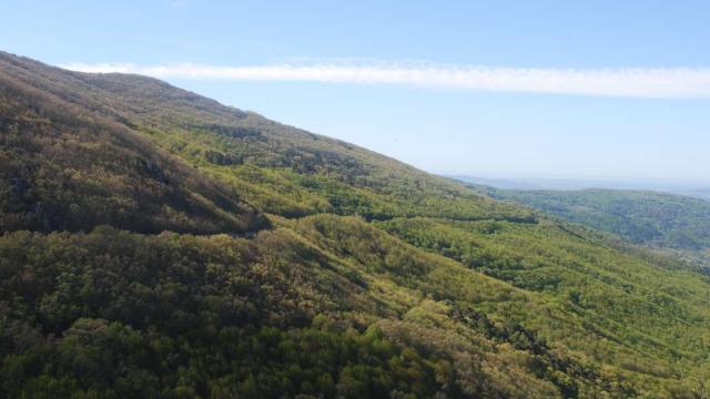 Un bosque de roble ibérico en Extremadura. FOTO: Junta de Extremadura.