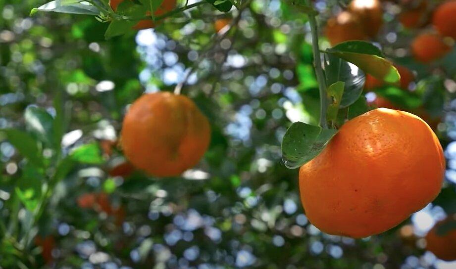 Árbol mandarino (Fuente: Plantasmanía)La cosecha de la mandarina va desde noviembre hasta finales de marzo, donde van pasando todas las variedades de clementinas, satsuma e híbridos