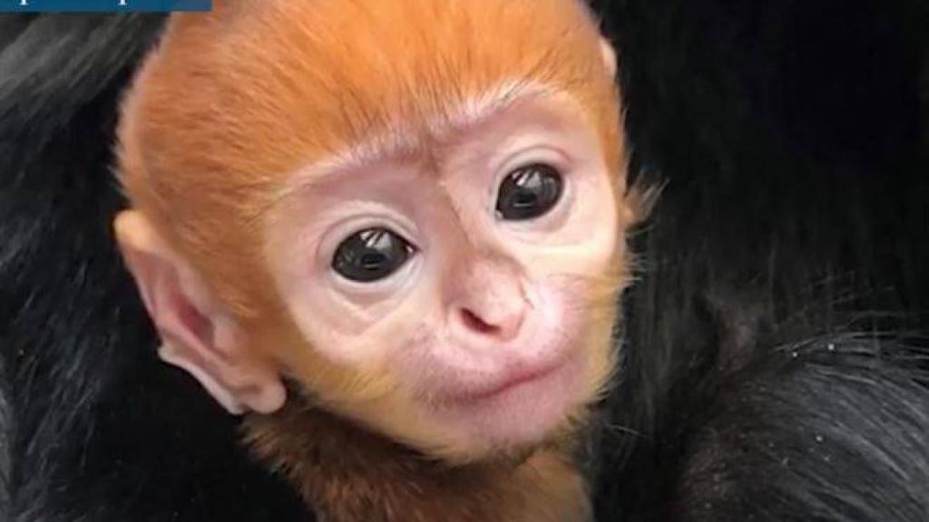La bebé langur de Francois nacida en el zoo de Filadelfia
