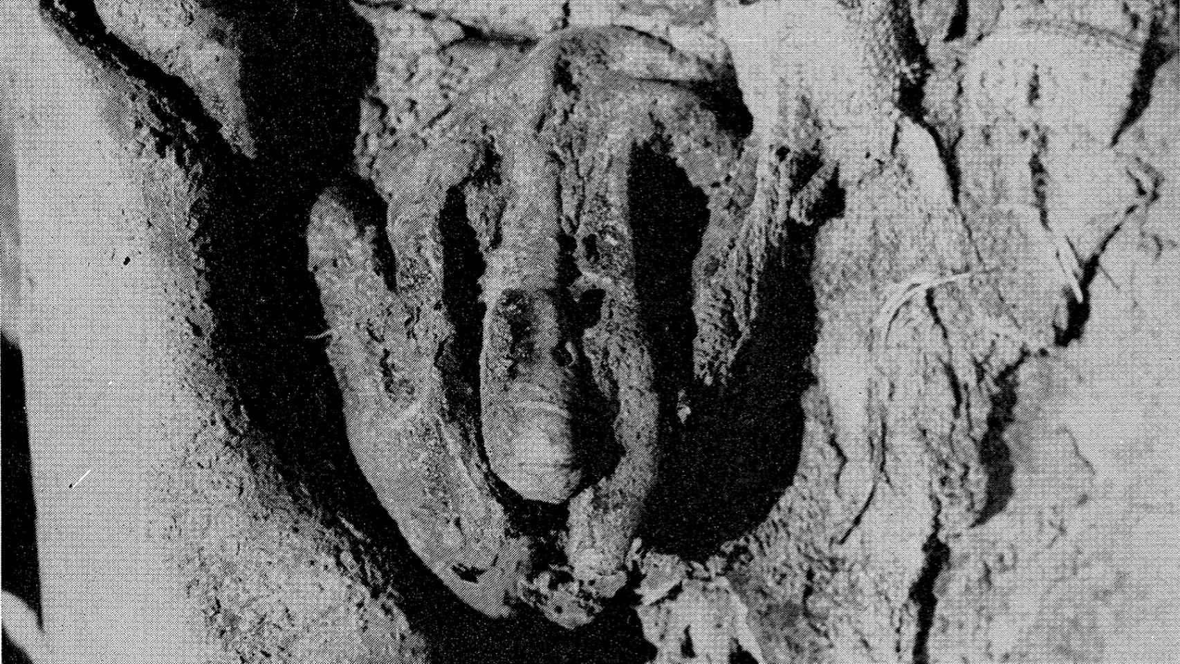 El pene de una de las momias infantiles que no fue extraída en el proceso de momificación.