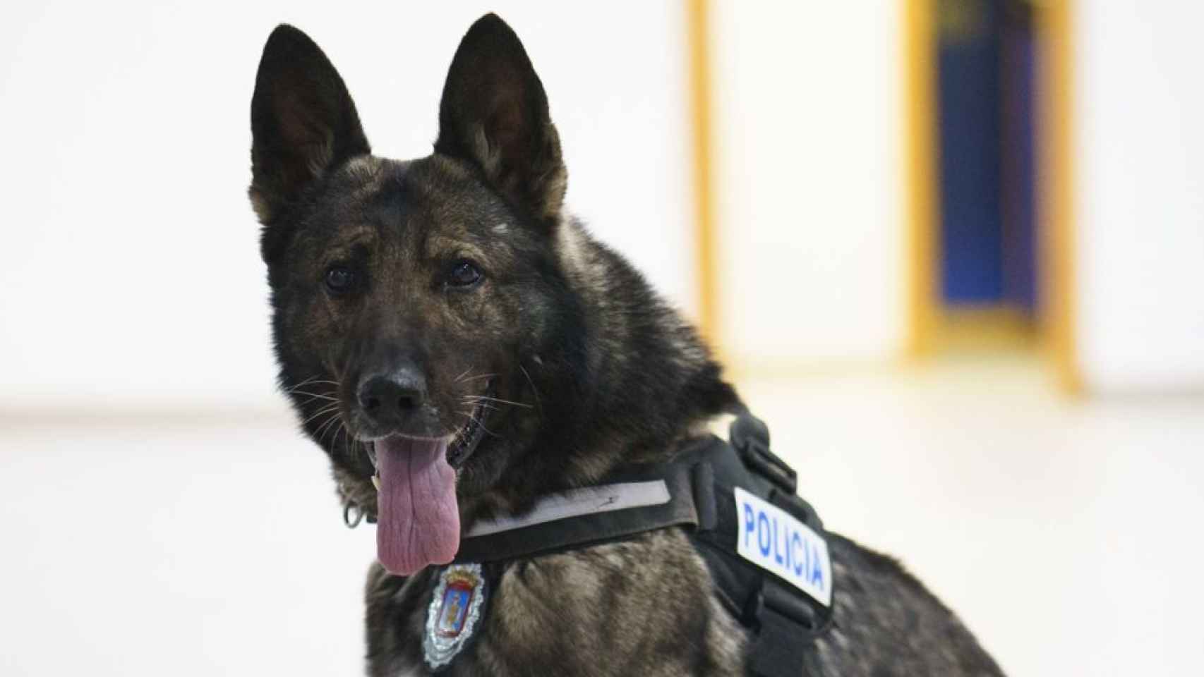 Dody, el perro de la Policía de Lorca que falleció a los 11 años.