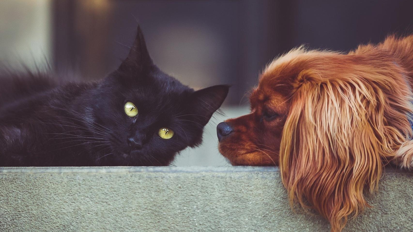 ¿Qué ven los perros y gatos cuando miran la televisión?