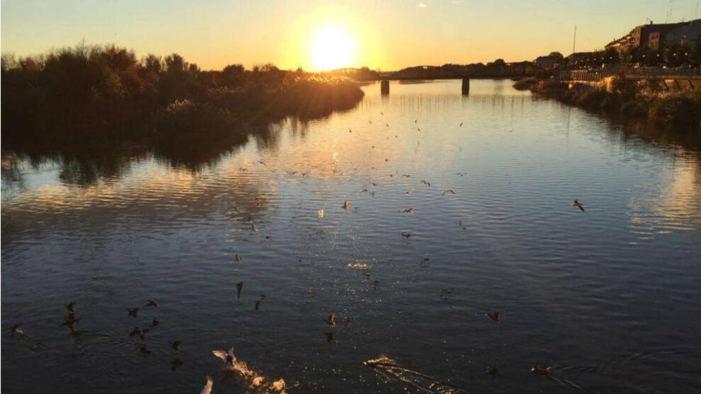 El río Tajo a su paso por Talavera. Foto: E.C.