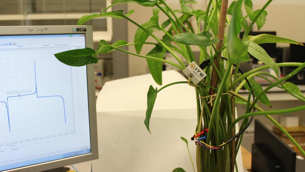 La 'biopila' creada por el ITE para monitorizar el entorno con electricidad generada con savia de las plantas. FOTO: ITE.