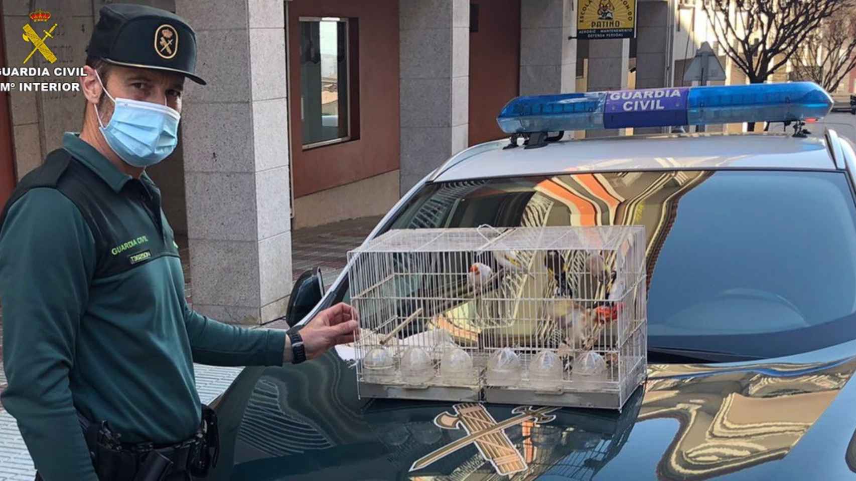 Detenido un vecino de Moaña (Pontevedra) por robar una docena de pájaros de 3.500 euros