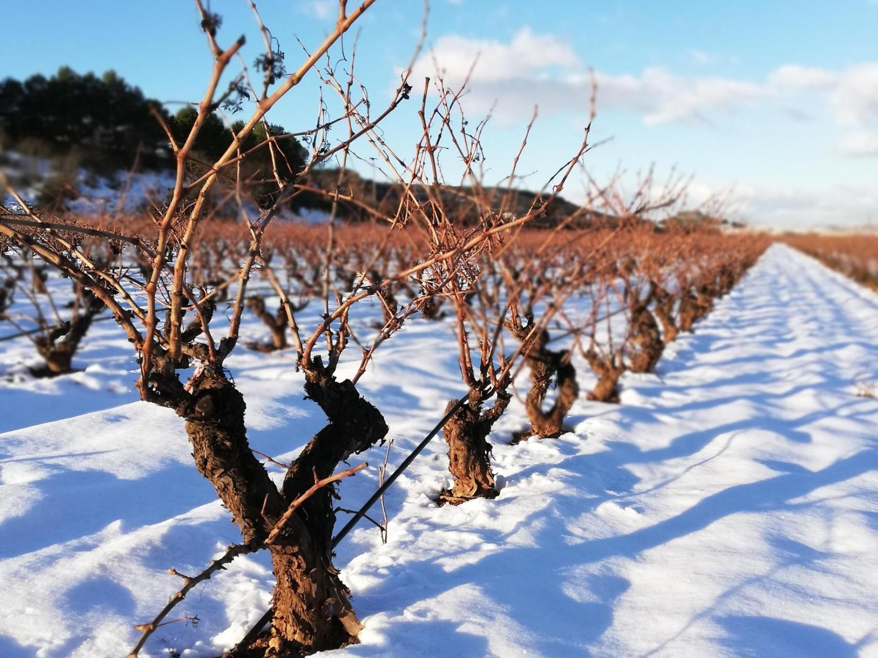 La gran nevada ha afectado de forma positiva al viñedo.