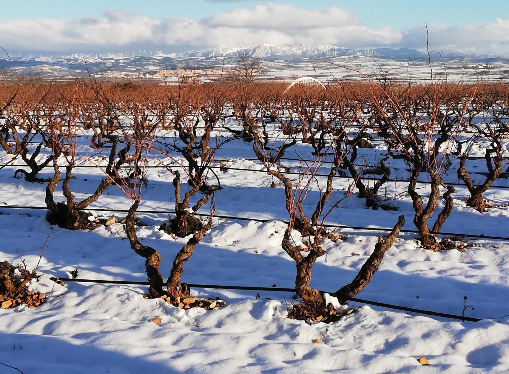 La nieve asegura el buen desarrollo de la vid.