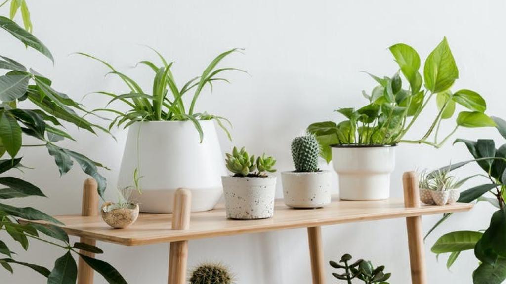 Plantas en una vivienda.