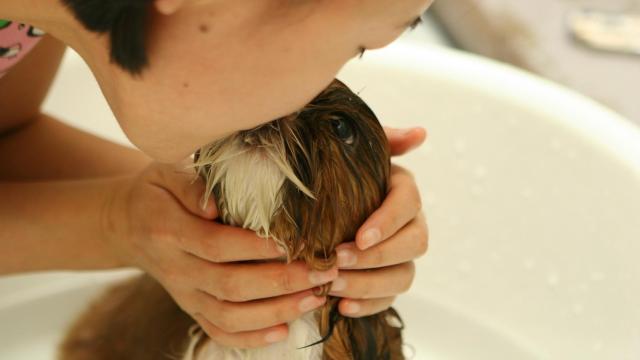 ¿Cuándo se puede bañar a un cachorro?