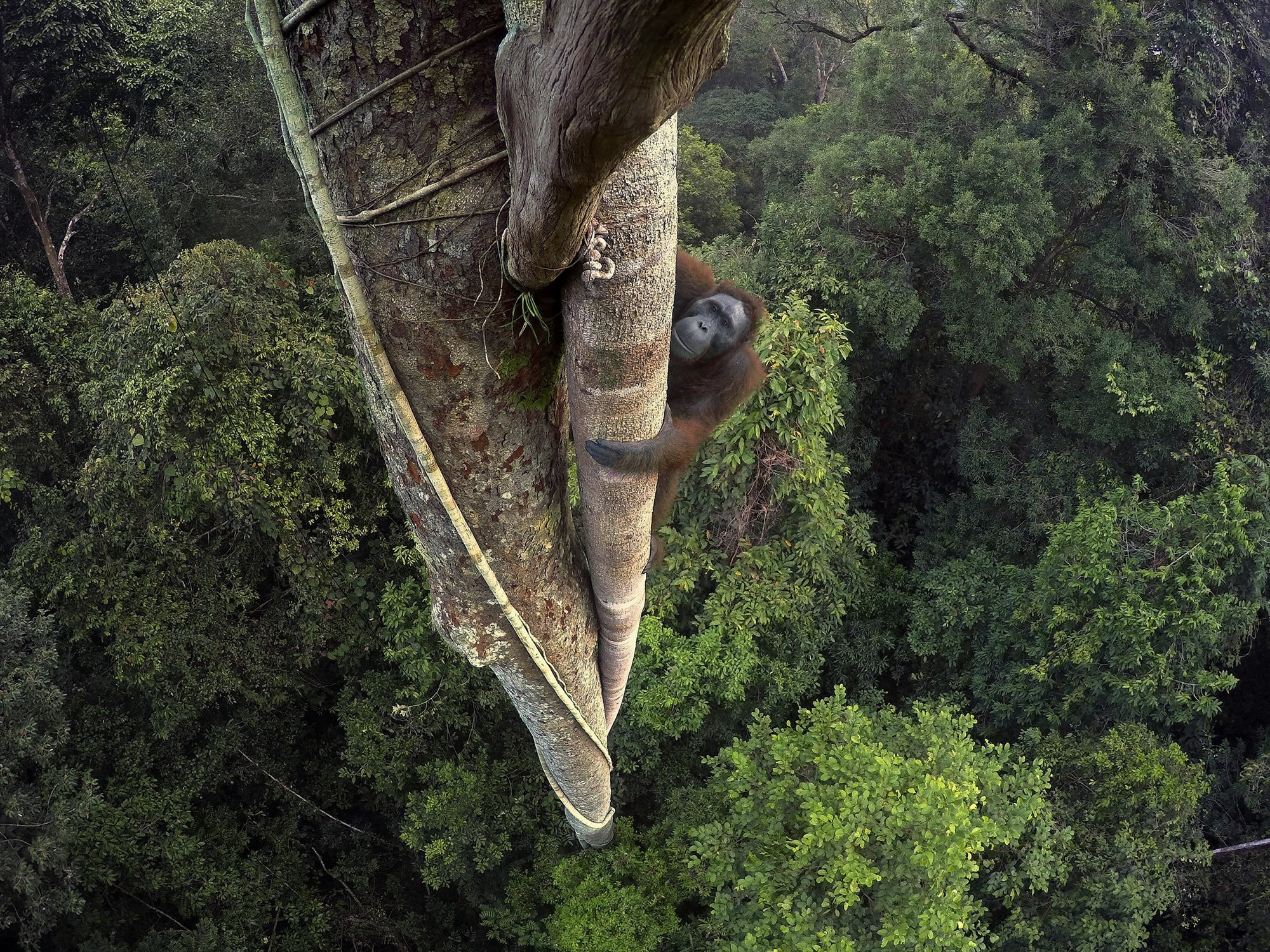 Foto: Tim Laman / National Geographic.
