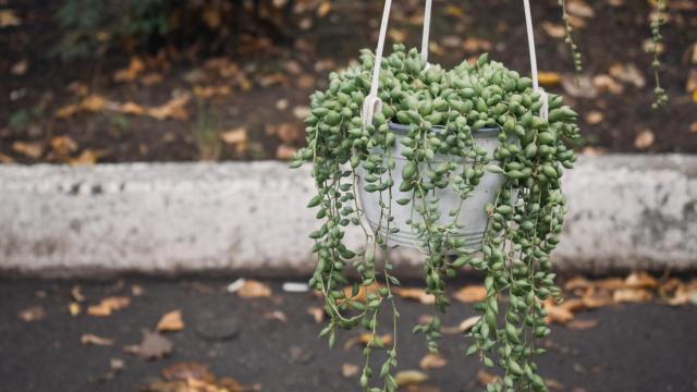 Cómo cuidar una planta rosario: cuidados y consejos