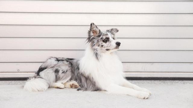 Cómo quitar los nudos del pelo de mi perro