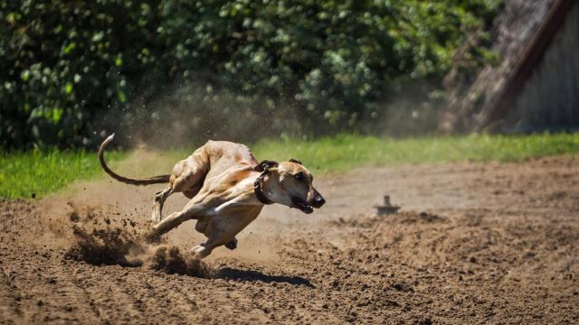 ¿Cuál es la diferencia entre galgo y podenco?