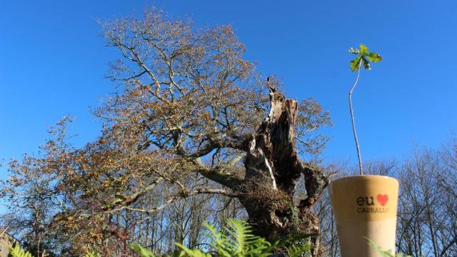 El ayuntamiento de Carballo (A Coruña) planta un árbol por cada nacimiento en el municipio