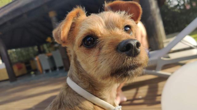 Mucho cuidado si tienes mascotas y auriculares inalámbricos: se los pueden comer